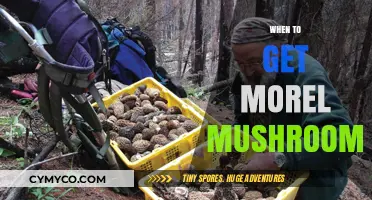 Spring's Bounty: The Optimal Time to Harvest Morel Mushrooms