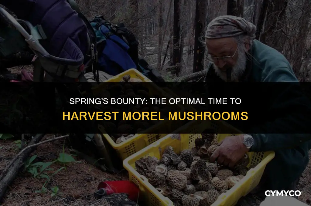 when to get morel mushrooms