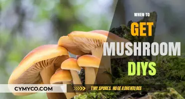 Exploring Mushroom DIYs: A Guide to Timing Your Foraging Adventures