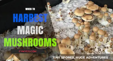 Optimal Harvesting: Unveiling the Perfect Time for Magic Mushrooms