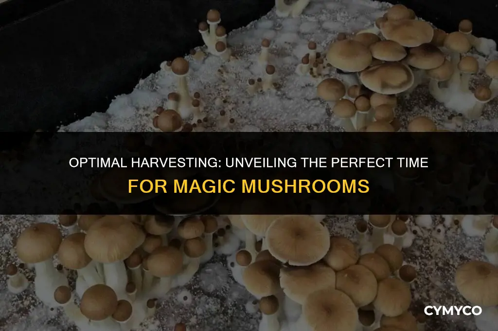 when to harbest magic mushrooms