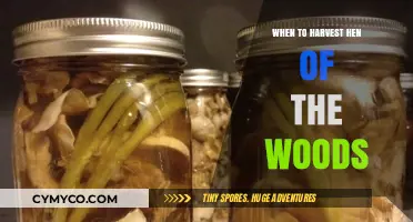 Harvesting Hen of the Woods: Timing Tips for Peak Flavor and Texture