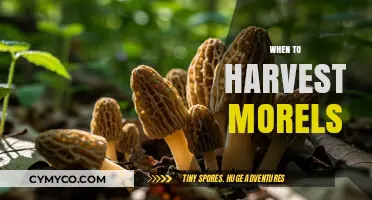 Spring's Bounty: The Optimal Time to Harvest Morels
