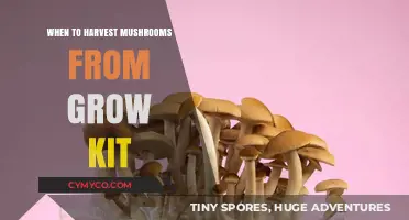 Optimal Harvesting: When to Pick Mushrooms from Your Grow Kit