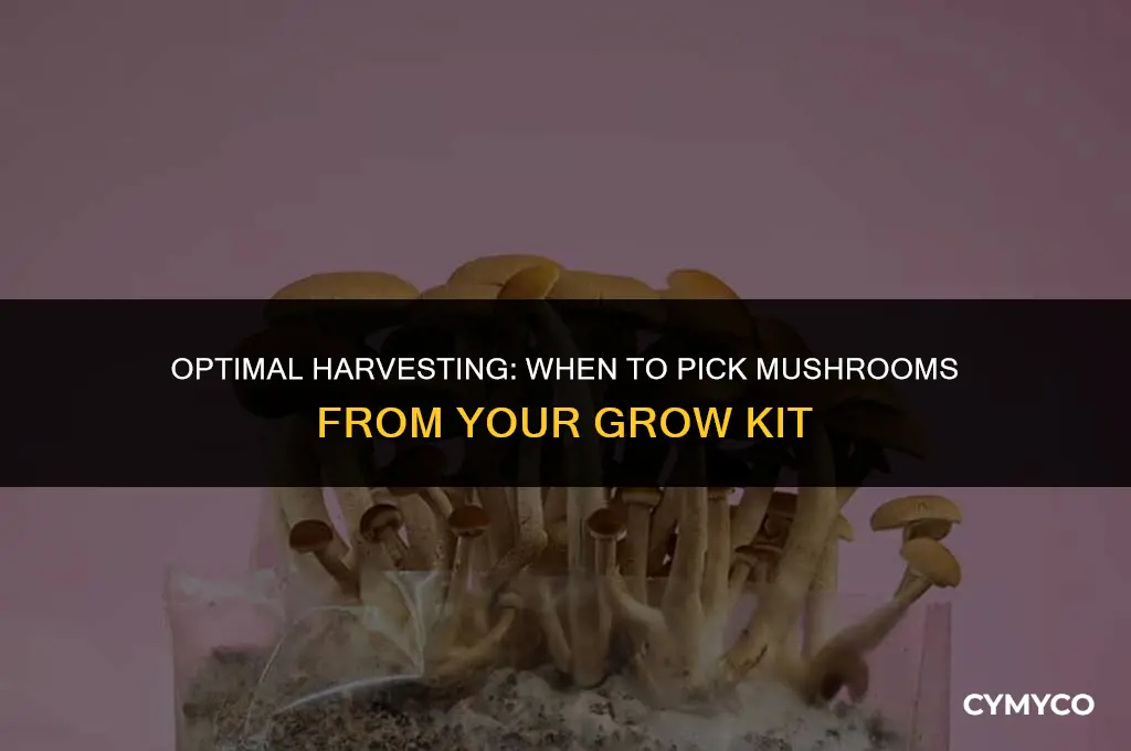 when to harvest mushrooms from grow kit