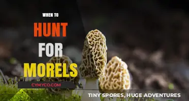 Spring's Hidden Treasure: The Optimal Time to Hunt for Morels
