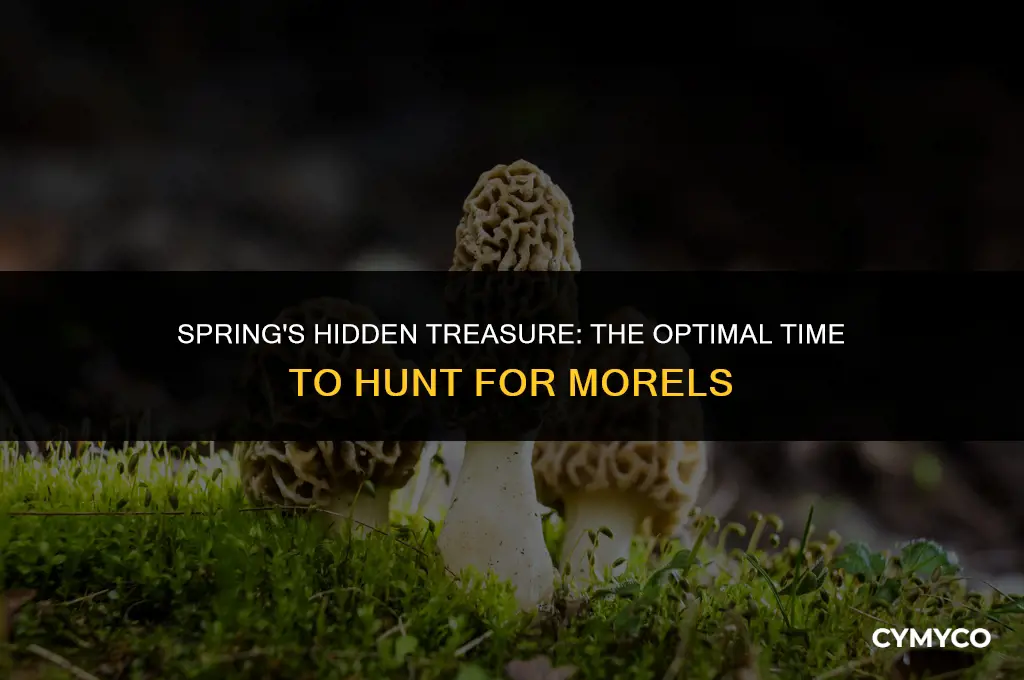 when to hunt for morels