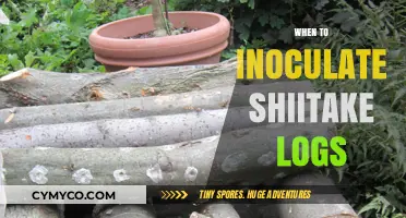 Optimal Timing for Inoculating Shiitake Logs: A Seasonal Guide