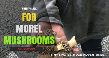 Spring's Hidden Gems: The Optimal Time to Hunt for Morel Mushrooms