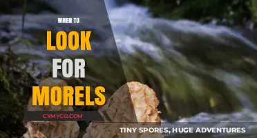 Spring's Hidden Treasures: When and Where to Hunt for Morels