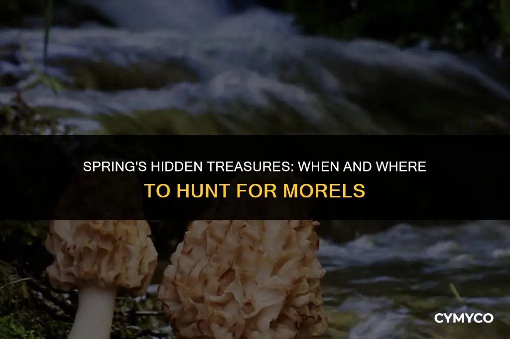 when to look for morels