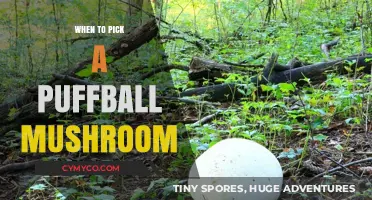 Harvesting Perfection: The Ideal Time to Pick a Puffball Mushroom