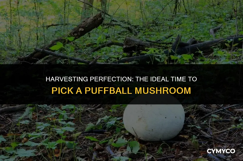 when to pick a puffball mushroom