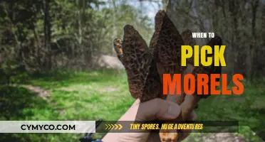 Spring's Bounty: The Optimal Time to Harvest Morels