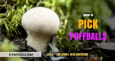 Harvesting Perfection: The Optimal Time to Pick Puffballs