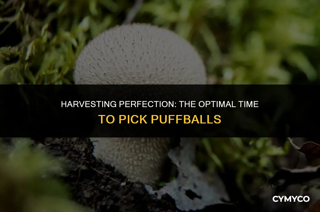 when to pick puffballs