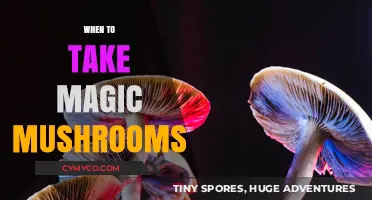 Exploring the Optimal Timing for a Psychedelic Journey