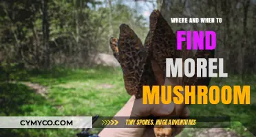 Spring's Hidden Gems: A Guide to Morel Mushroom Hunting