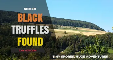Unveiling the Elusive Black Truffle: A Journey Through Its Natural Habitat