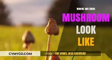 Exploring the Visual Landscape of Psychedelic Mushrooms