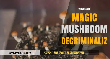 Exploring the Global Landscape of Magic Mushroom Decriminalization