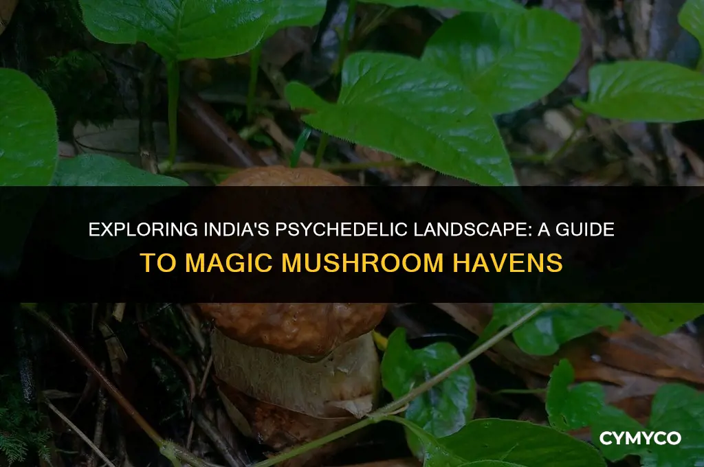 where are magic mushrooms found in india