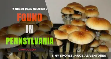 Exploring Pennsylvania: A Guide to Magic Mushroom Habitats