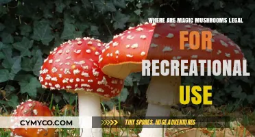 Exploring the Global Landscape of Magic Mushroom Legalization