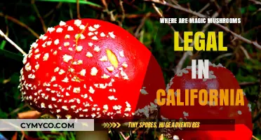 Exploring the Legal Landscape of Magic Mushrooms in California