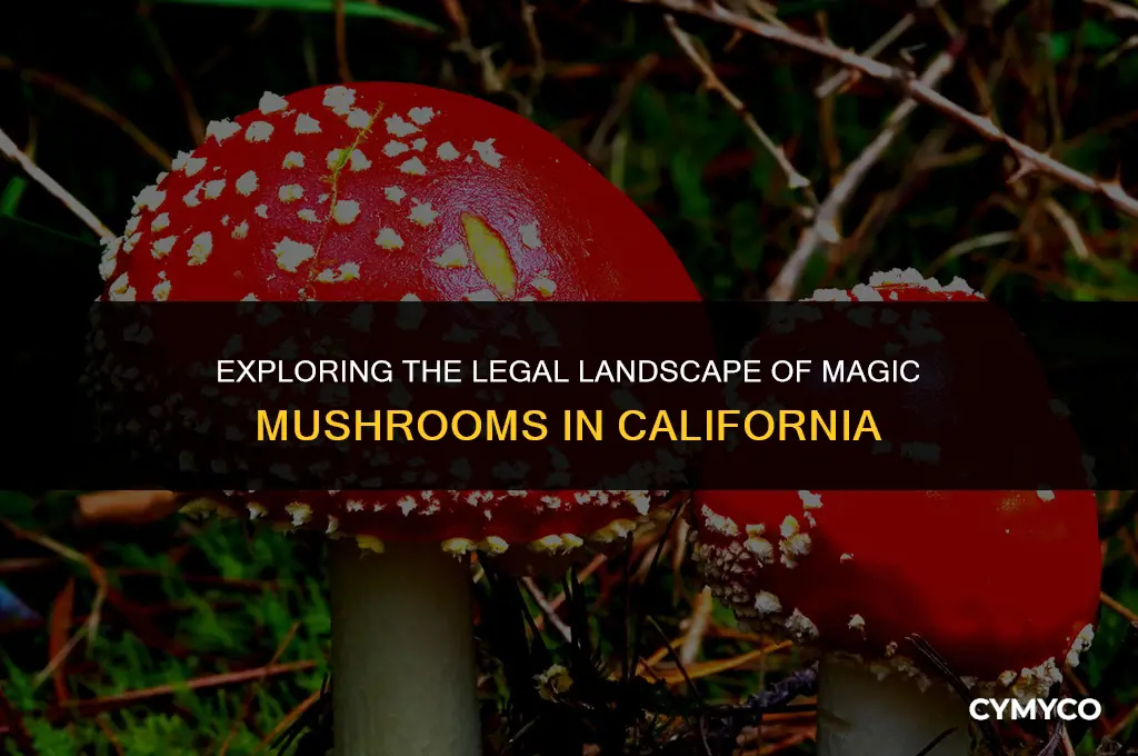 where are magic mushrooms legal in california