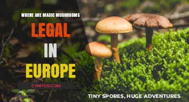 Exploring the Legal Landscape of Magic Mushrooms in Europe