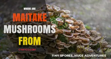 Exploring the Origins of Maitake Mushrooms: A Culinary Journey