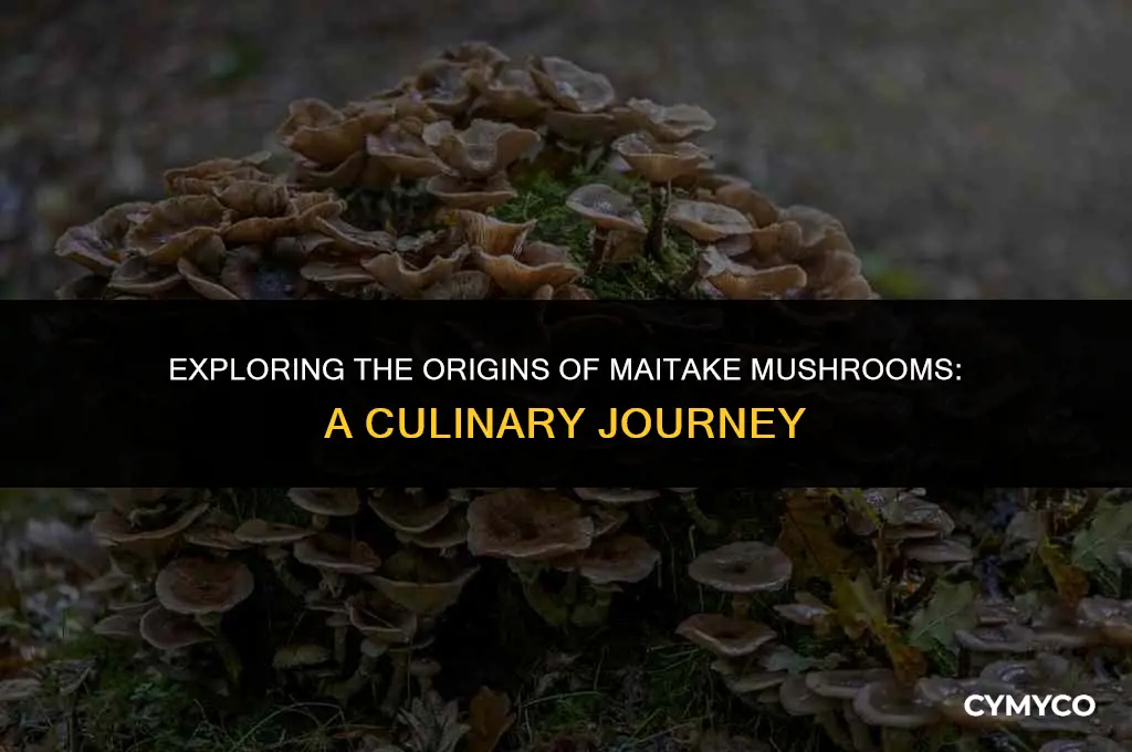 where are maitake mushrooms from