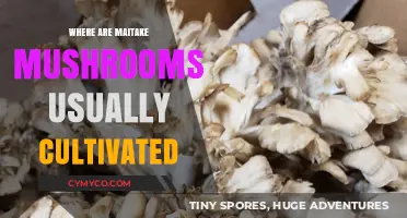 Exploring Maitake Mushroom Cultivation: A Global Perspective