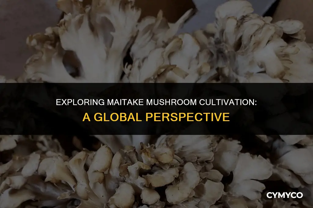 where are maitake mushrooms usually cultivated