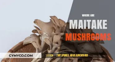 Exploring the Elusive Maitake: A Journey Through Forest and Market