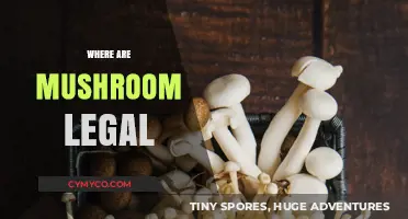 Exploring the Global Landscape of Legal Mushroom Use