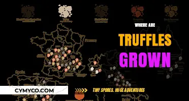 Exploring the Global Truffle Hotspots: A Journey Through Prime Growing Regions