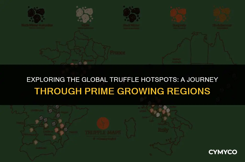 where are truffles grown