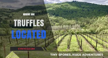 Truffle Treasures: Unveiling the Global Hotspots for These Priceless Fungi