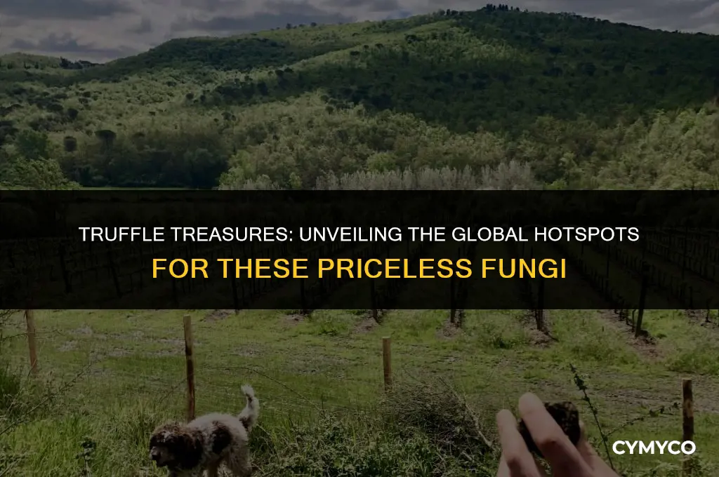 where are truffles located