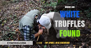 Unveiling the Elusive White Truffle: A Journey Through Its Natural Habitat
