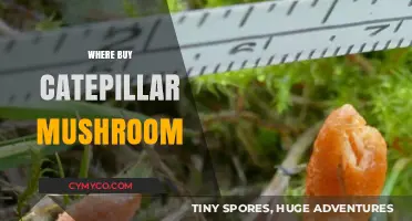 Exploring Nature's Bounty: Where to Find Caterpillar Mushrooms