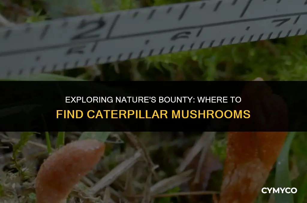 where buy catepillar mushroom