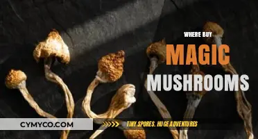 Exploring the Best Sources for Magic Mushrooms: A Comprehensive Guide