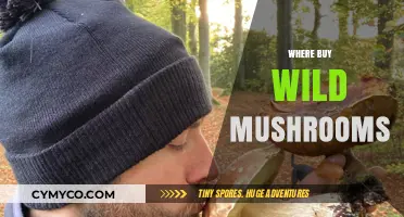 Exploring Nature's Bounty: Where to Find Wild Mushrooms Safely