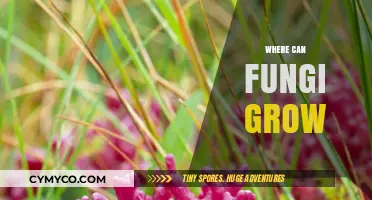 Exploring Fungi Habitats: Where These Microorganisms Thrive and Survive