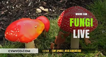 Exploring Fungi Habitats: Where These Diverse Organisms Thrive and Survive