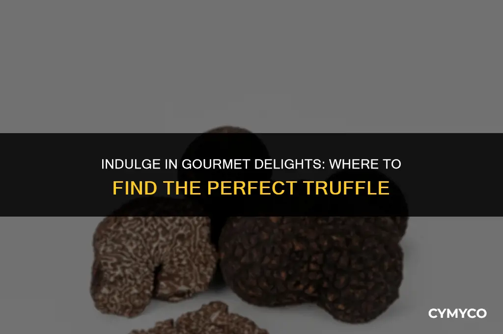 where can i buy a truffle