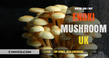 Discover the Best Spots to Buy Enoki Mushrooms in the UK